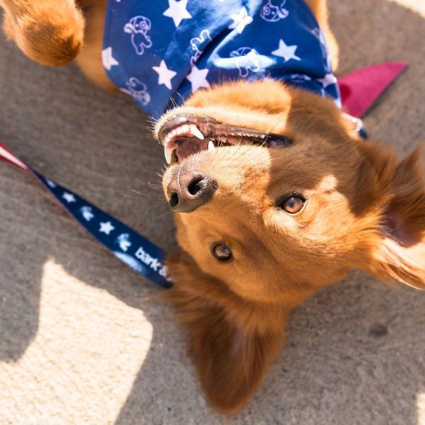 Patriotic Pup Bandana
